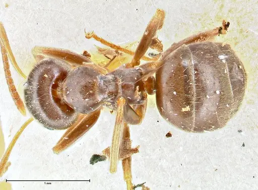 Lasius obscuratus - FOCOL2739