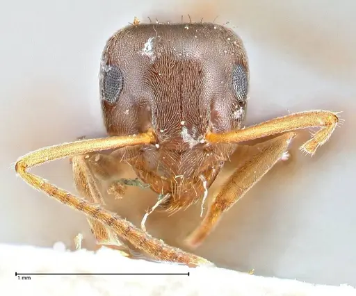 Lasius obscuratus - FOCOL2739