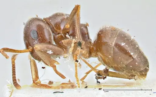 Lasius obscuratus - FOCOL2739