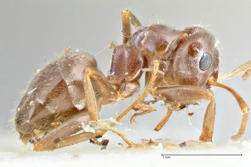 Lasius obscuratus - FOCOL2739