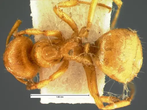 Lasius occidentalis specimen