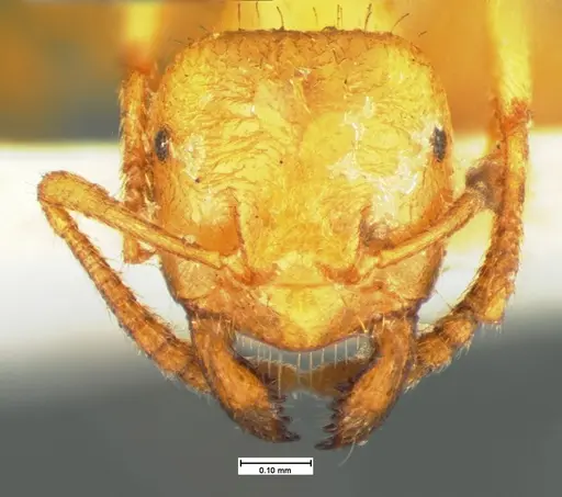 Lasius occidentalis specimen