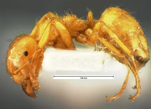 Lasius occidentalis specimen