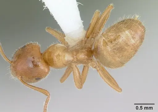 Lasius occidentalis - CASENT0172699