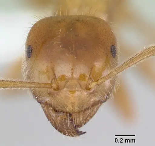 Lasius occidentalis - CASENT0172699