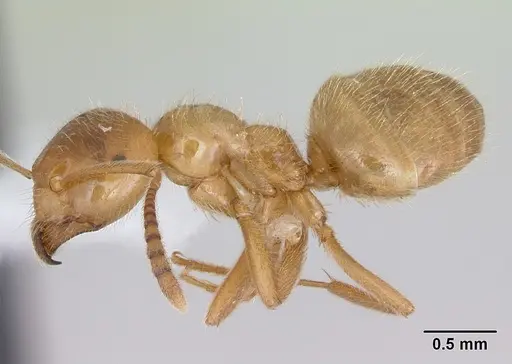 Lasius occidentalis - CASENT0172699