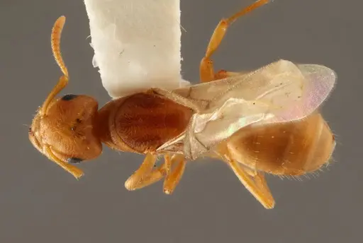 Lasius occidentalis - WRME532319