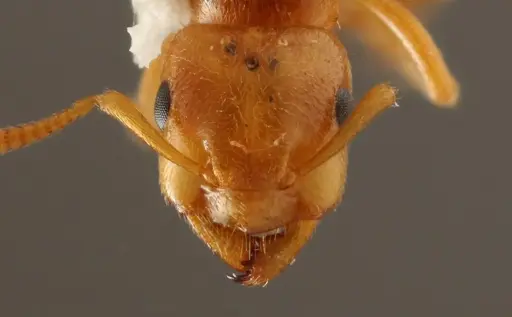 Lasius occidentalis - WRME532319