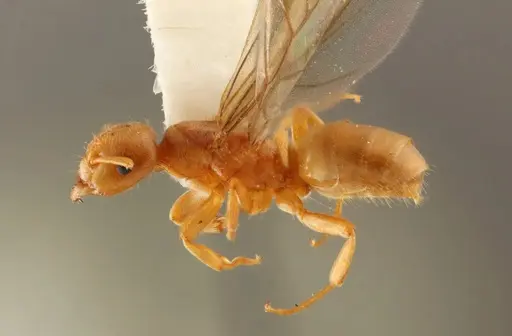 Lasius occidentalis - WRME532319