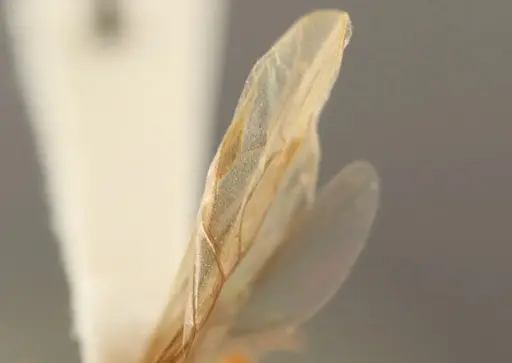 Lasius occidentalis - WRME532319