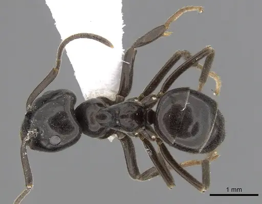 Lasius orientalis specimen