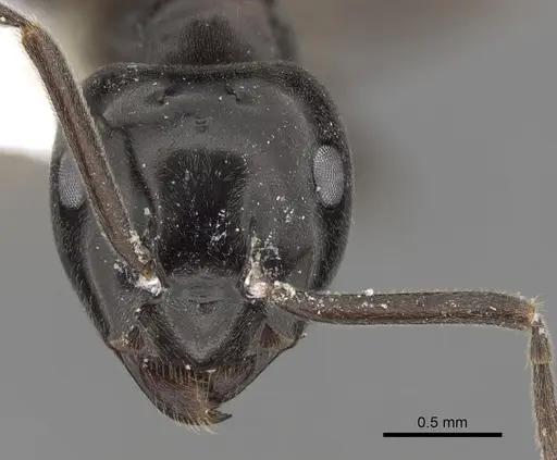 Lasius orientalis specimen