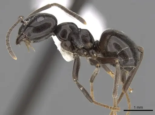 Lasius orientalis specimen
