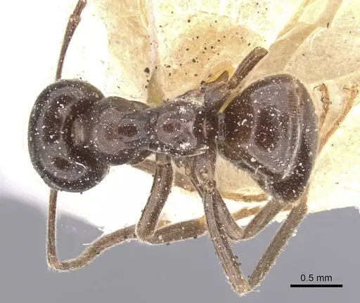 Lasius orientalis - CASENT0912288