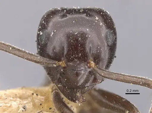 Lasius orientalis - CASENT0912288