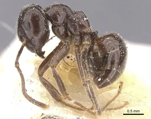 Lasius orientalis - CASENT0912288