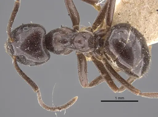 Lasius orientalis - CASENT0917313