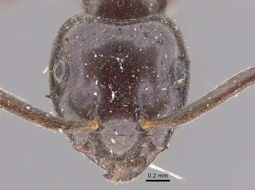 Lasius orientalis - CASENT0917313