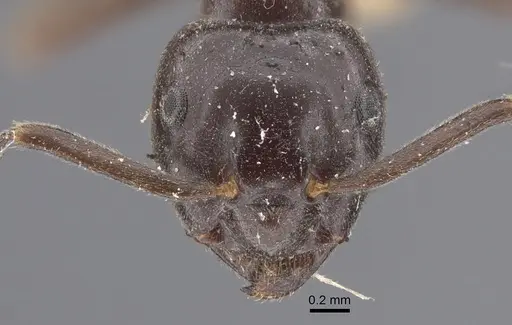 Lasius orientalis - CASENT0917313