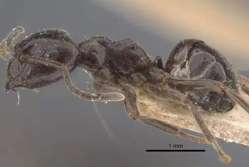 Lasius orientalis - CASENT0917313