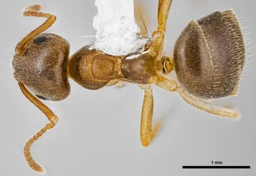 Lasius pallitarsis specimen