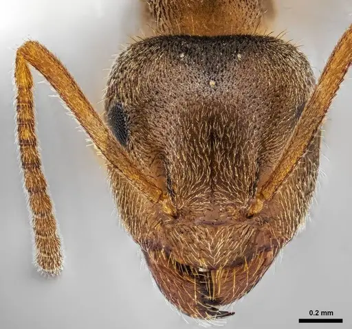 Lasius pallitarsis specimen