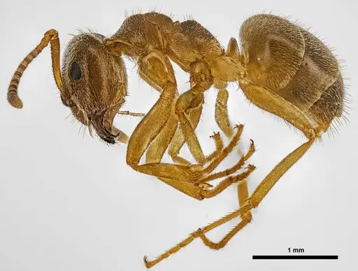 Lasius pallitarsis specimen