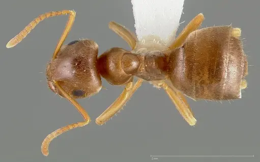 Lasius pallitarsis - CASENT0005405