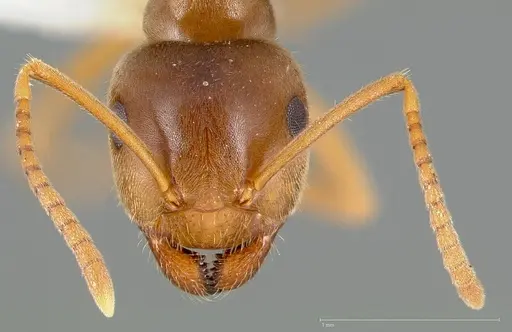 Lasius pallitarsis - CASENT0005405