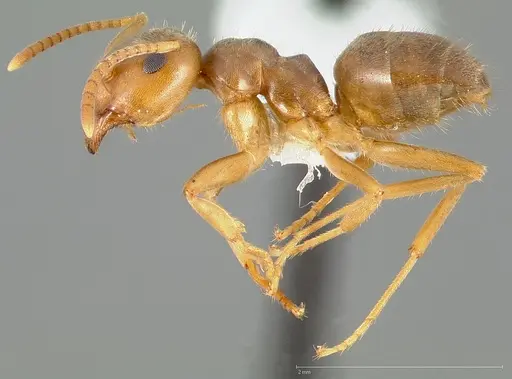 Lasius pallitarsis - CASENT0005405