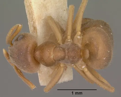 Lasius pallitarsis - CASENT0102805