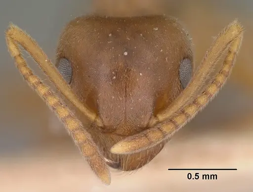 Lasius pallitarsis - CASENT0102805