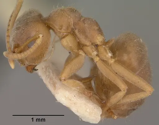 Lasius pallitarsis - CASENT0102805