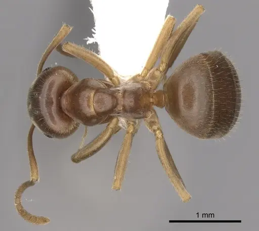 Lasius pallitarsis - CASENT0280439