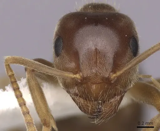 Lasius pallitarsis - CASENT0280439
