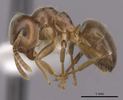 Lasius pallitarsis - CASENT0280439