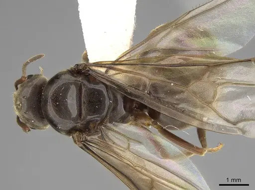 Lasius pallitarsis - CASENT0862000