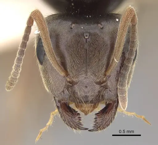 Lasius pallitarsis - CASENT0862000