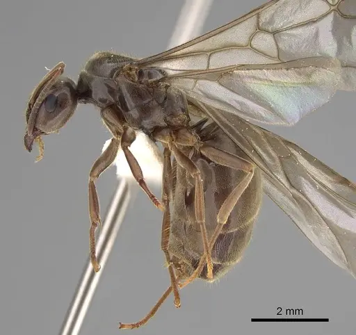 Lasius pallitarsis - CASENT0862000