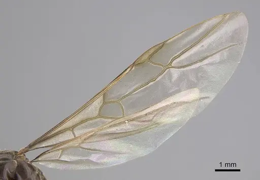 Lasius pallitarsis - CASENT0862000