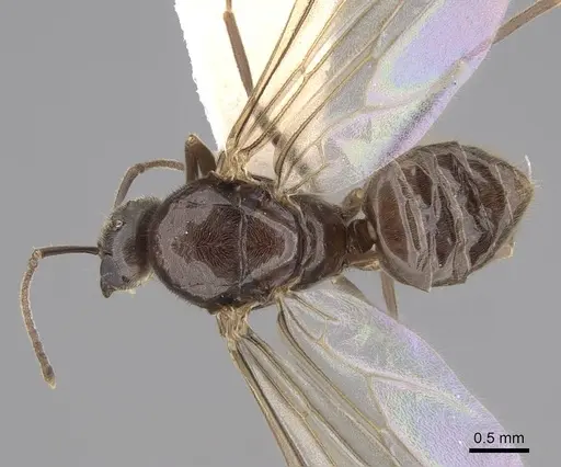 Lasius pallitarsis - CASENT0862001