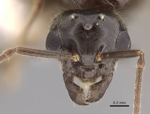 Lasius pallitarsis - CASENT0862001