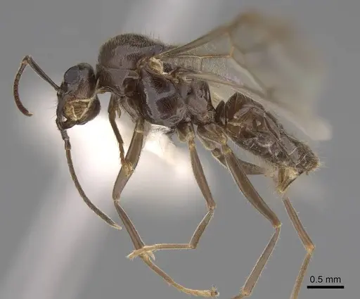 Lasius pallitarsis - CASENT0862001