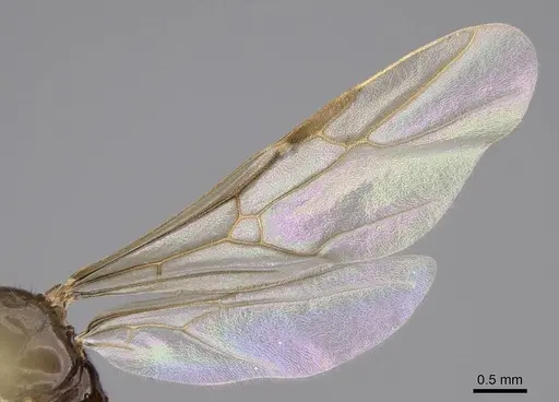 Lasius pallitarsis - CASENT0862001