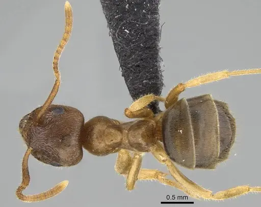 Lasius pallitarsis - CASENT0919966