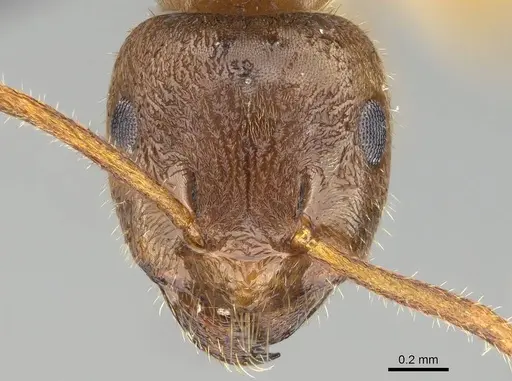 Lasius pallitarsis - CASENT0919966