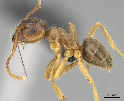 Lasius pallitarsis - CASENT0919966