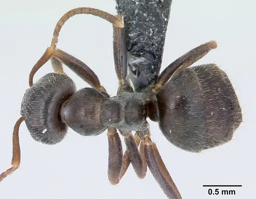 Lasius paralienus specimen