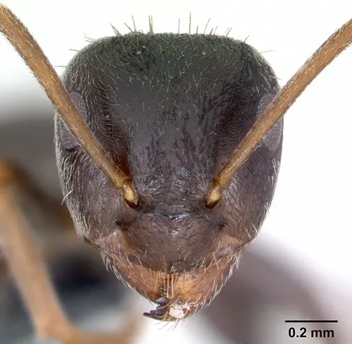 Lasius paralienus specimen