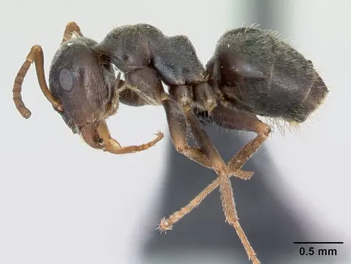 Lasius paralienus specimen